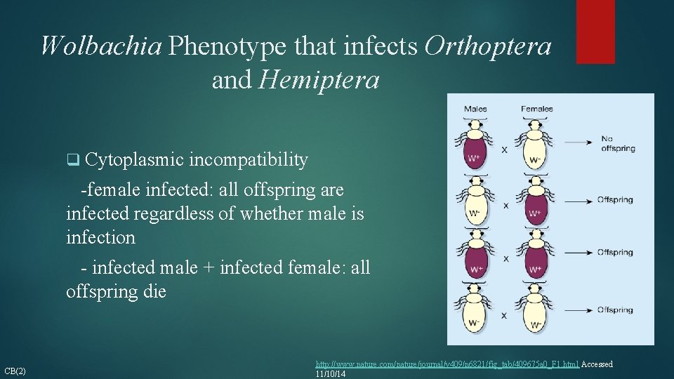 Wolbachia Phenotype that infects Orthoptera and Hemiptera q Cytoplasmic incompatibility -female infected: all offspring