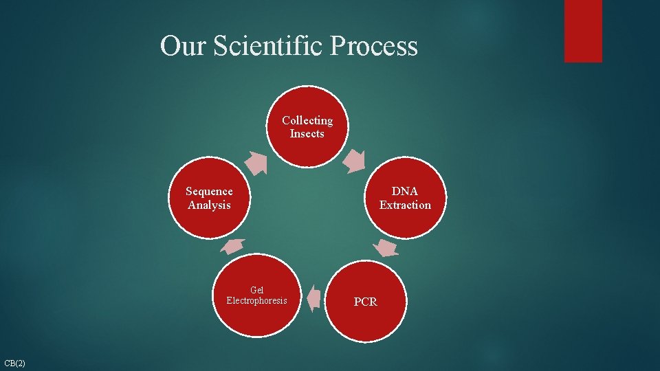 Our Scientific Process Collecting Insects Sequence Analysis Gel Electrophoresis CB(2) DNA Extraction PCR 