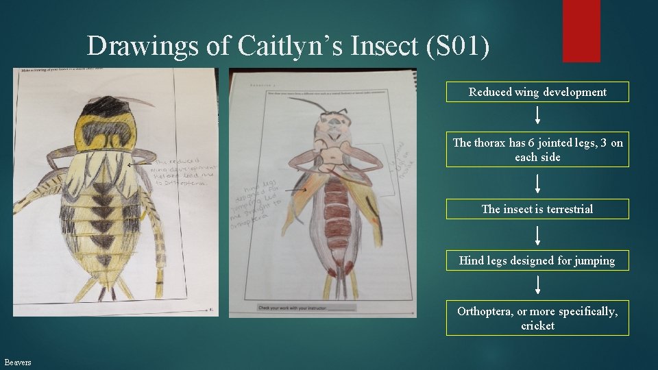 Drawings of Caitlyn’s Insect (S 01) Reduced wing development The thorax has 6 jointed
