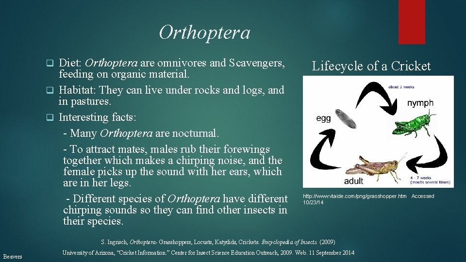 Orthoptera Diet: Orthoptera are omnivores and Scavengers, feeding on organic material. q Habitat: They