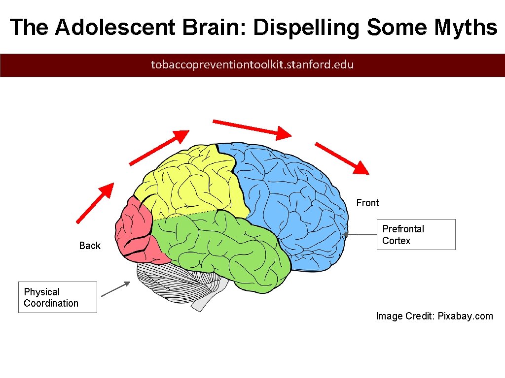 The Adolescent Brain: Dispelling Some Myths tobaccopreventiontoolkit. stanford. edu Front Back Prefrontal Cortex Physical