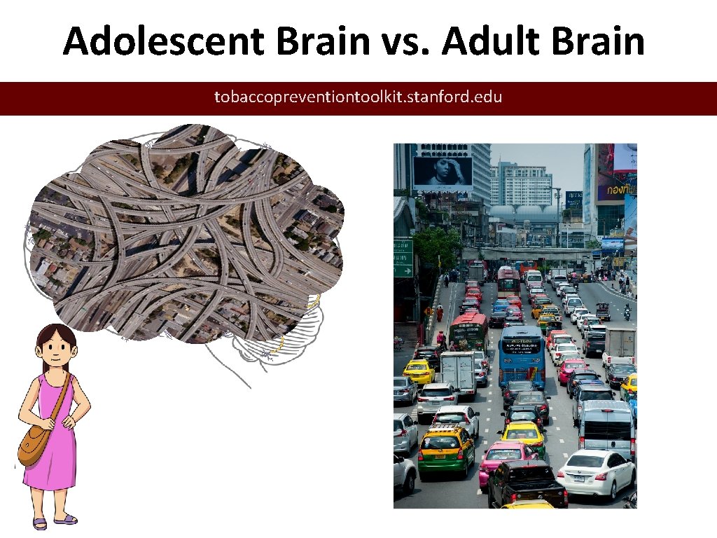 Adolescent Brain vs. Adult Brain tobaccopreventiontoolkit. stanford. edu 