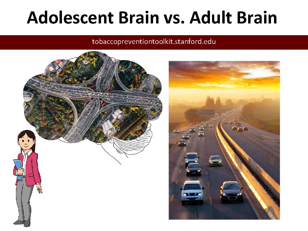 Adolescent Brain vs. Adult Brain tobaccopreventiontoolkit. stanford. edu 