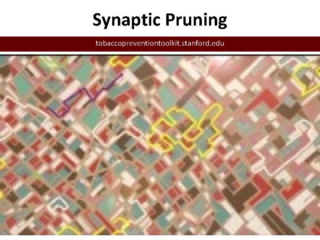 Synaptic Pruning tobaccopreventiontoolkit. stanford. edu 