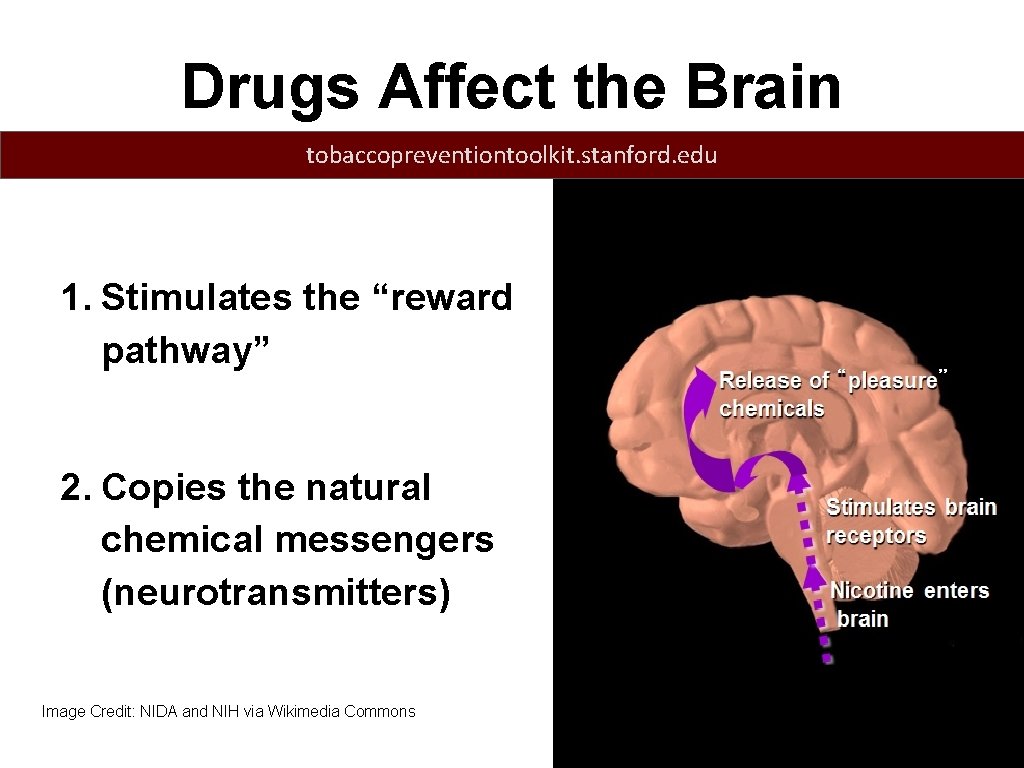 Drugs Affect the Brain tobaccopreventiontoolkit. stanford. edu 1. Stimulates the “reward pathway” 2. Copies