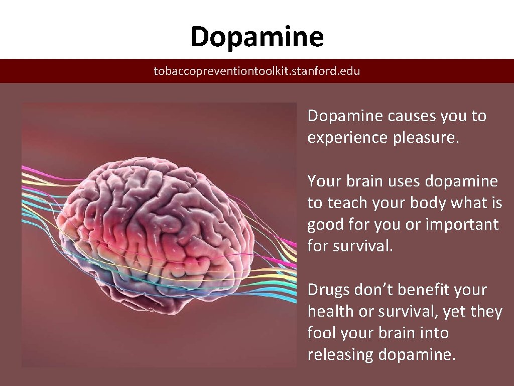 Dopamine tobaccopreventiontoolkit. stanford. edu Dopamine causes you to experience pleasure. Your brain uses dopamine
