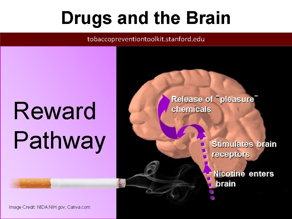 Drugs and the Brain tobaccopreventiontoolkit. stanford. edu Reward Pathway Image Credit: NIDA. NIH. gov,