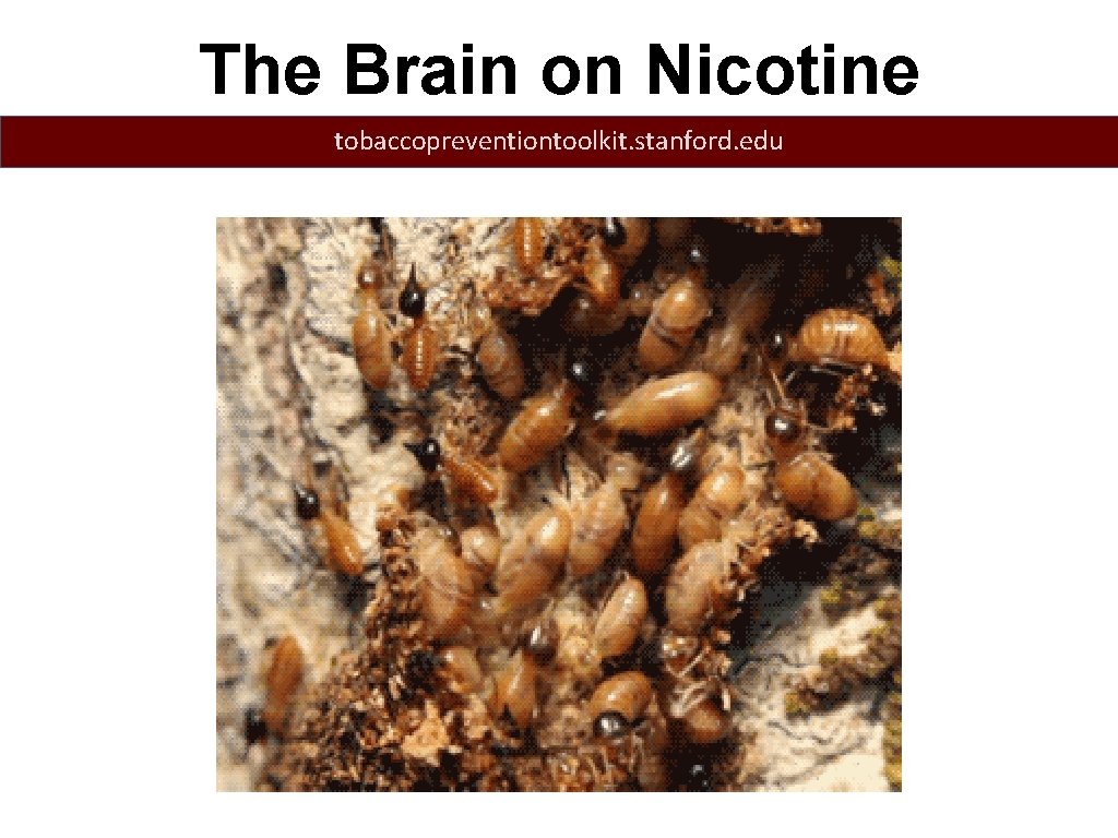 The Brain on Nicotine tobaccopreventiontoolkit. stanford. edu Nerve Cell with Acetylcholine Synapse Acetylcholine Receptors