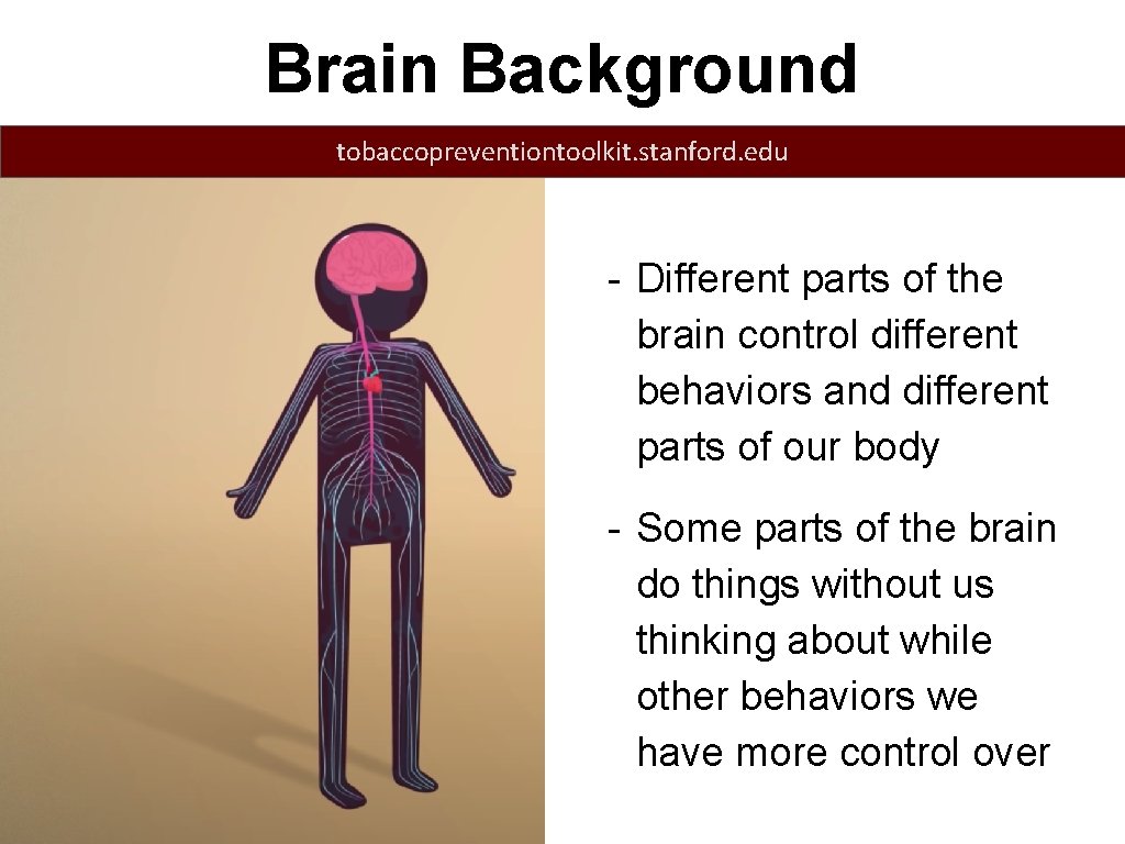 Brain Background tobaccopreventiontoolkit. stanford. edu - Different parts of the brain control different behaviors