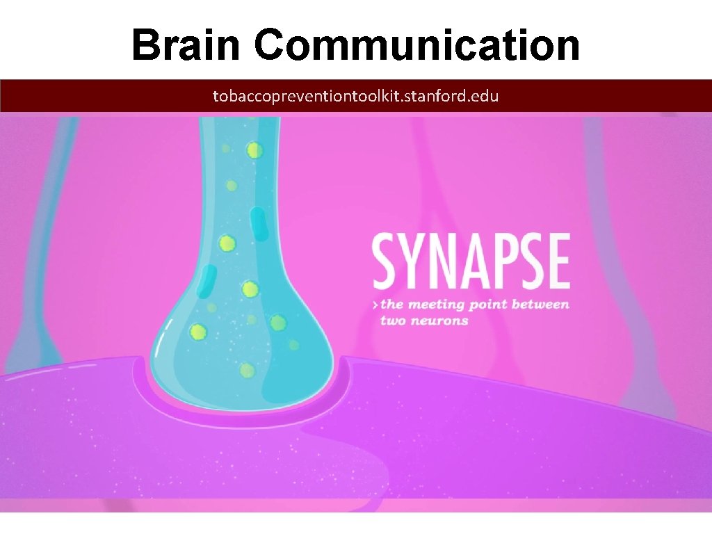 Brain Communication tobaccopreventiontoolkit. stanford. edu Electrical Message 