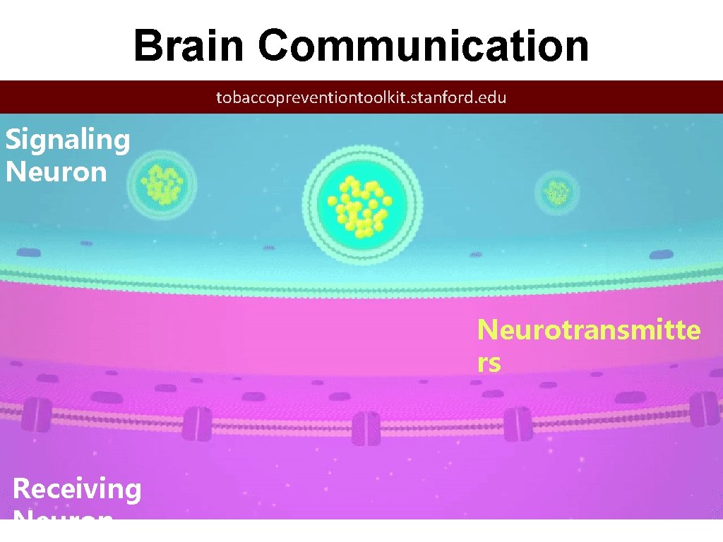 Brain Communication tobaccopreventiontoolkit. stanford. edu Signaling Neuron Neurotransmitte rs Receiving Neuron 