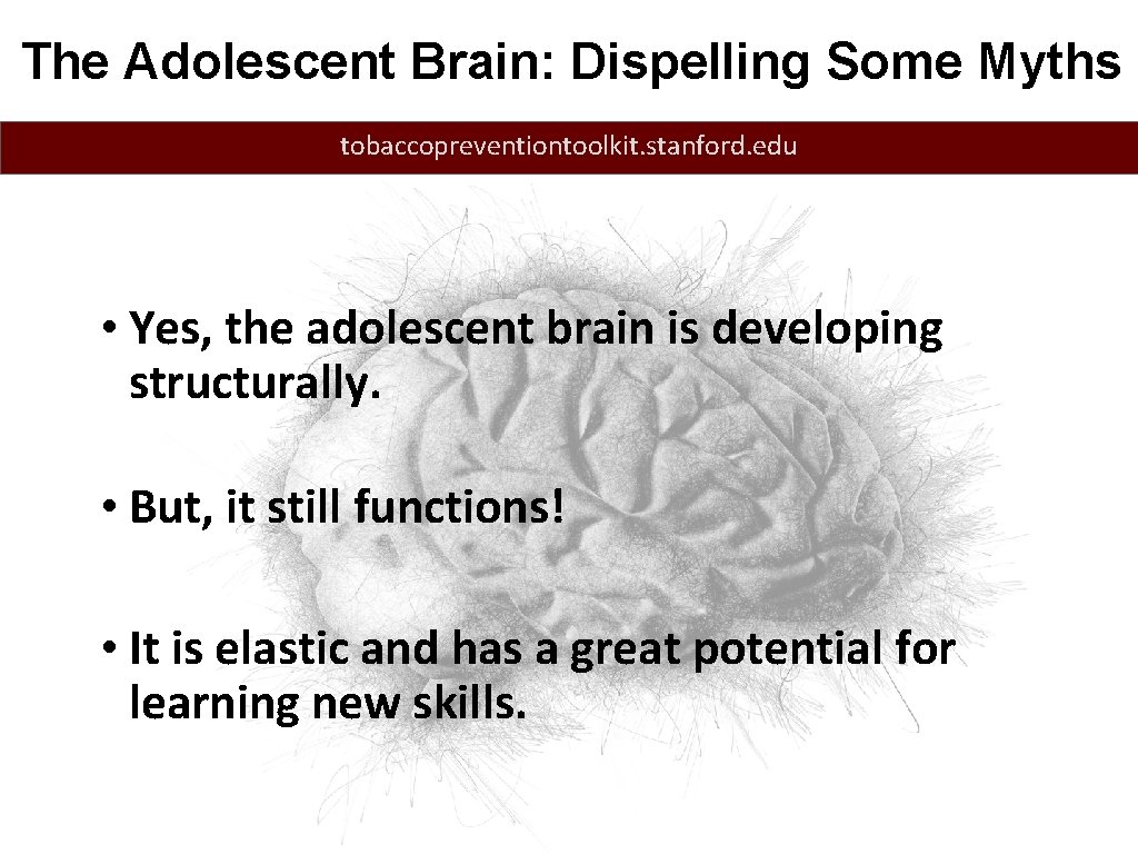 The Adolescent Brain: Dispelling Some Myths tobaccopreventiontoolkit. stanford. edu • Yes, the adolescent brain