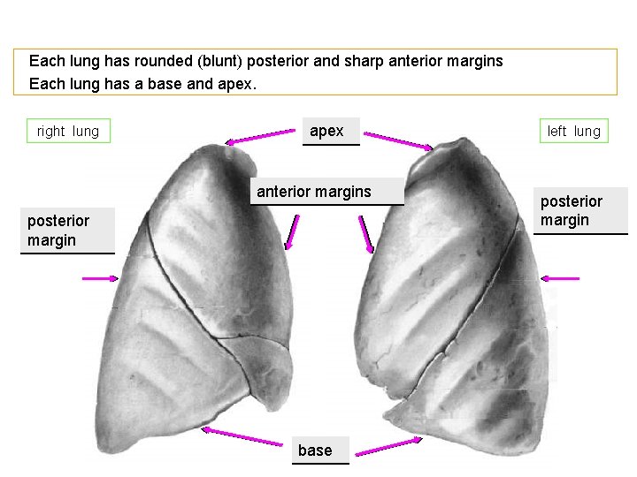 Each lung has rounded (blunt) posterior and sharp anterior margins Each lung has a