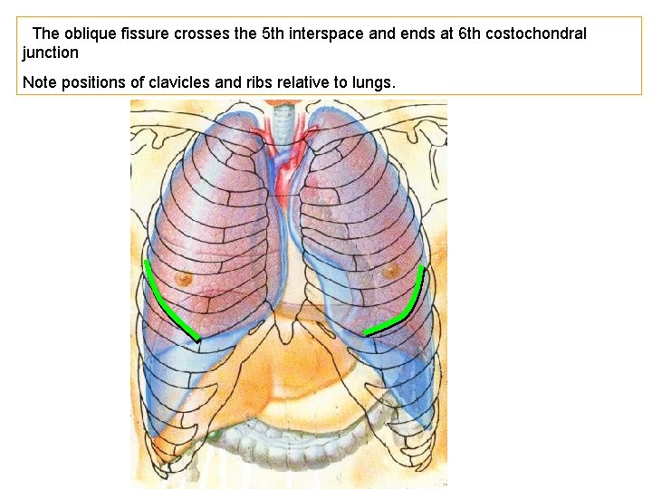 The oblique fissure crosses the 5 th interspace and ends at 6 th costochondral