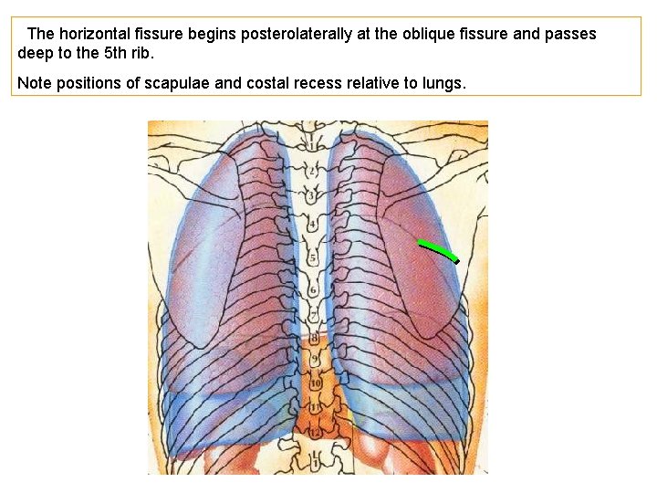 The horizontal fissure begins posterolaterally at the oblique fissure and passes deep to the