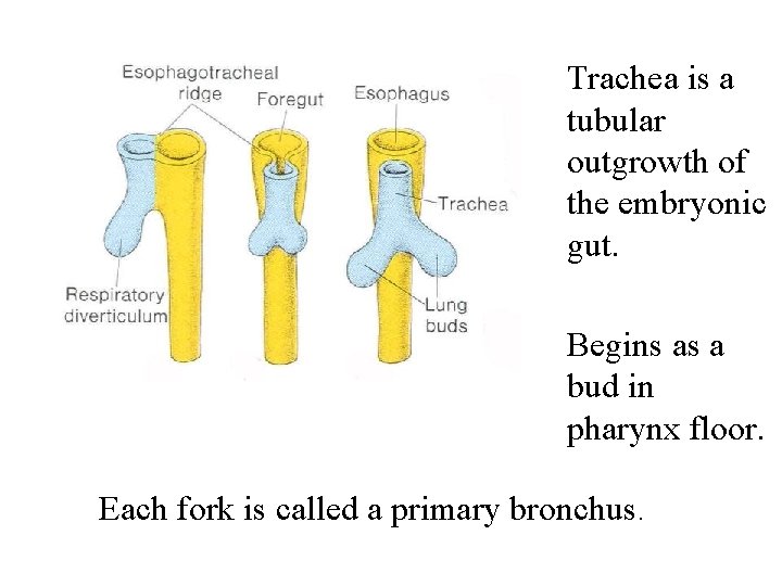 Trachea is a tubular outgrowth of the embryonic gut. Begins as a bud in