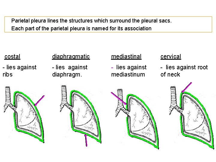 Parietal pleura lines the structures which surround the pleural sacs. Each part of the