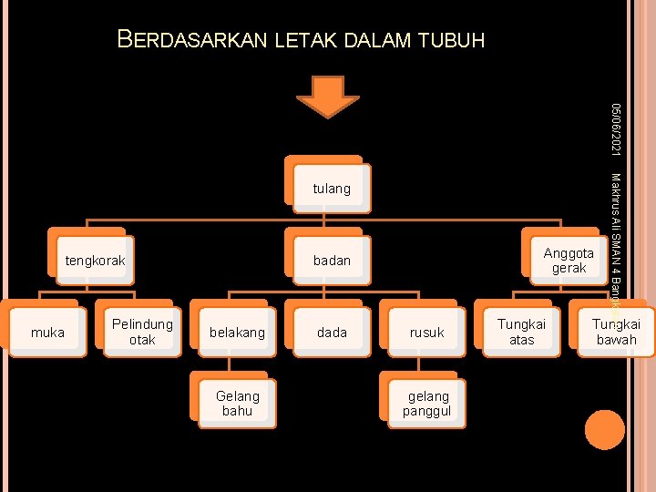 BERDASARKAN LETAK DALAM TUBUH 05/06/2021 tengkorak muka Pelindung otak Anggota gerak badan belakang Gelang