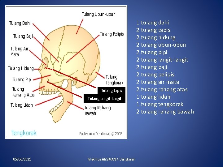 Tulang tapis Tulangit-langit 05/06/2021 Makhrus Ali SMAN 4 Bangkalan 1 tulang dahi 2 tulang