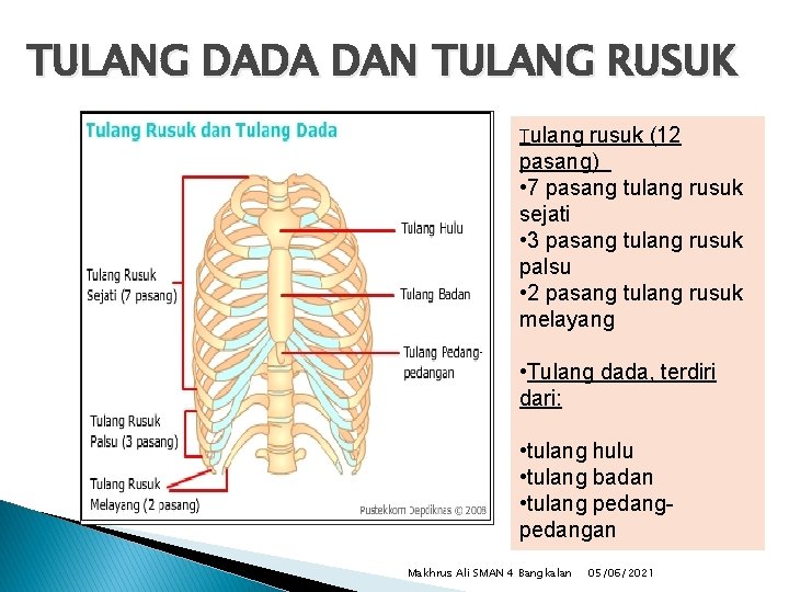 TULANG DADA DAN TULANG RUSUK Tulang rusuk (12 pasang) • 7 pasang tulang rusuk