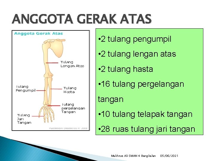 ANGGOTA GERAK ATAS • 2 tulang pengumpil • 2 tulang lengan atas • 2