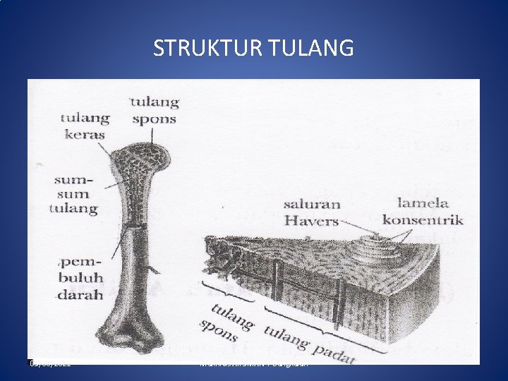 STRUKTUR TULANG 05/06/2021 Makhrus Ali SMAN 4 Bangkalan 