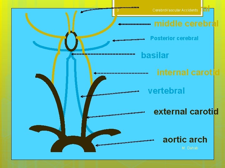 3 Cerebro. Vascular Accidents anterior cerebral middle cerebral Posterior cerebral basilar internal carotid vertebral