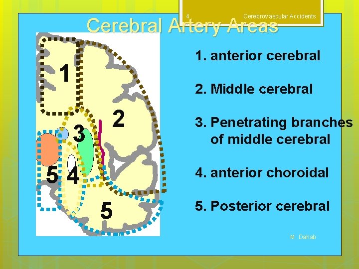 4 Cerebro. Vascular Accidents Cerebral Artery Areas 1. anterior cerebral 1 2. Middle cerebral