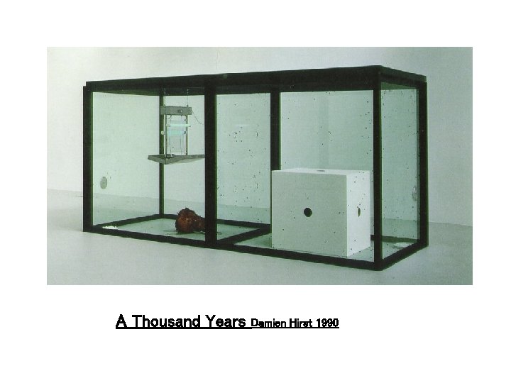 A Thousand Years Damien Hirst 1990 