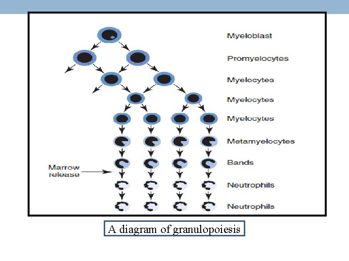 A diagram of granulopoiesis 