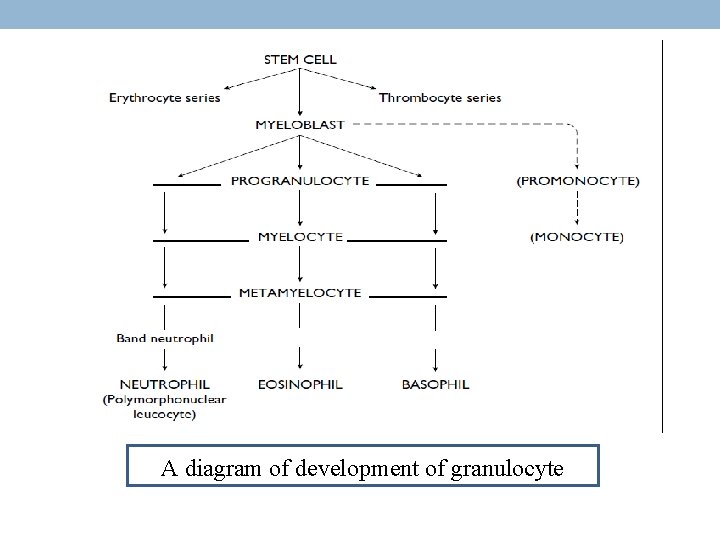 A diagram of development of granulocyte 