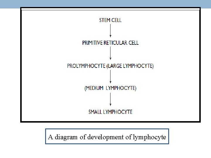 A diagram of development of lymphocyte 