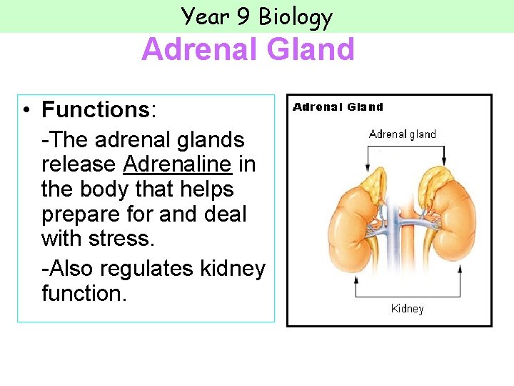 Year 9 Biology Adrenal Gland • Functions: -The adrenal glands release Adrenaline in the