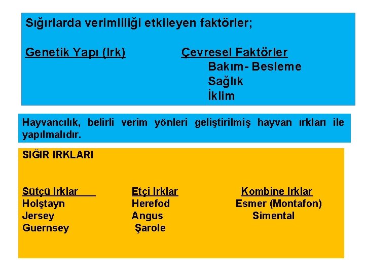 Sığırlarda verimliliği etkileyen faktörler; Genetik Yapı (Irk) Çevresel Faktörler Bakım- Besleme Sağlık İklim Hayvancılık,