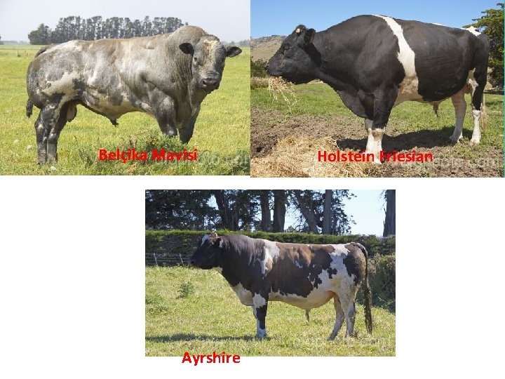 Belçika Mavisi Ayrshire Holstein Friesian 