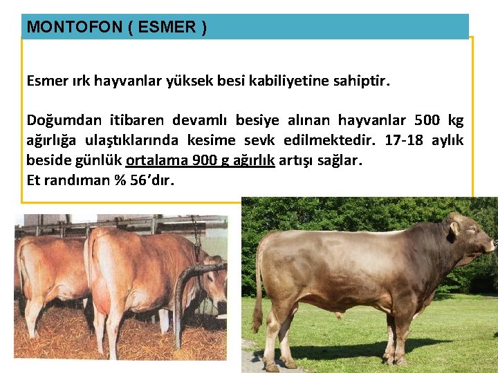 MONTOFON ( ESMER ) Esmer ırk hayvanlar yüksek besi kabiliyetine sahiptir. Doğumdan itibaren devamlı