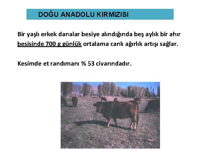 DOĞU ANADOLU KIRMIZISI Bir yaşlı erkek danalar besiye alındığında beş aylık bir ahır besisinde