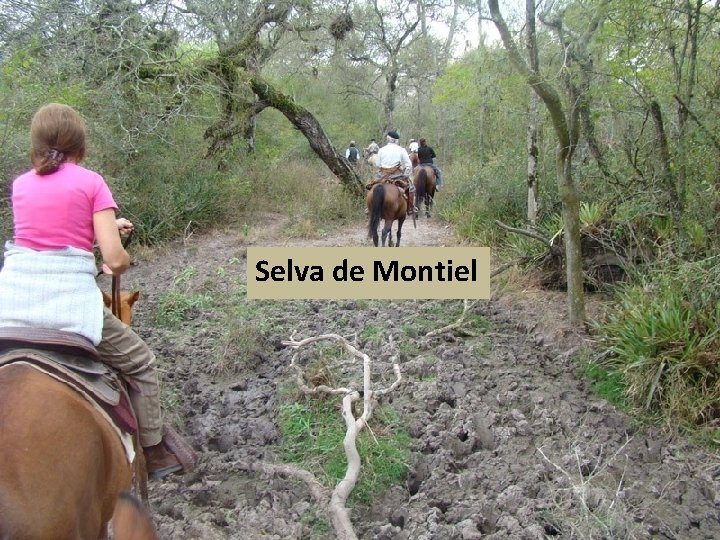 Selva de Montiel 