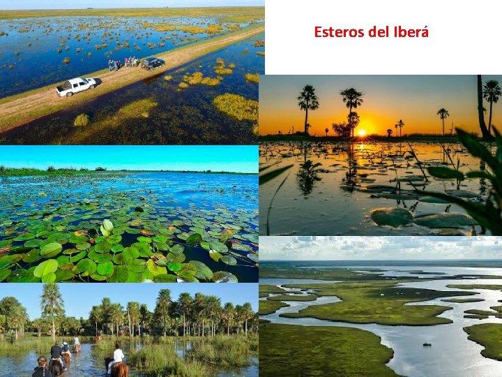 Esteros del Iberá 