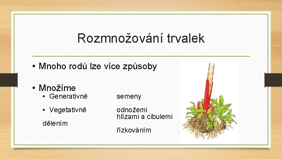 Rozmnožování trvalek • Mnoho rodů lze více způsoby • Množíme • Generativně semeny •