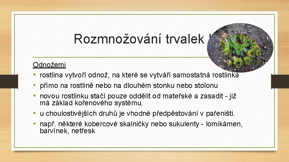 Rozmnožování trvalek II Odnožemi • rostlina vytvoří odnož, na které se vytváří samostatná rostlinka