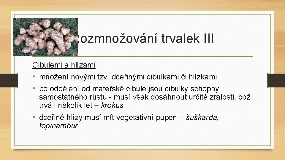 Rozmnožování trvalek III Cibulemi a hlízami • množení novými tzv. dceřinými cibulkami či hlízkami