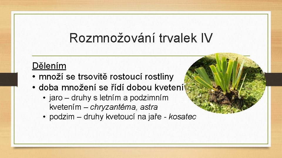 Rozmnožování trvalek IV Dělením • množí se trsovitě rostoucí rostliny • doba množení se