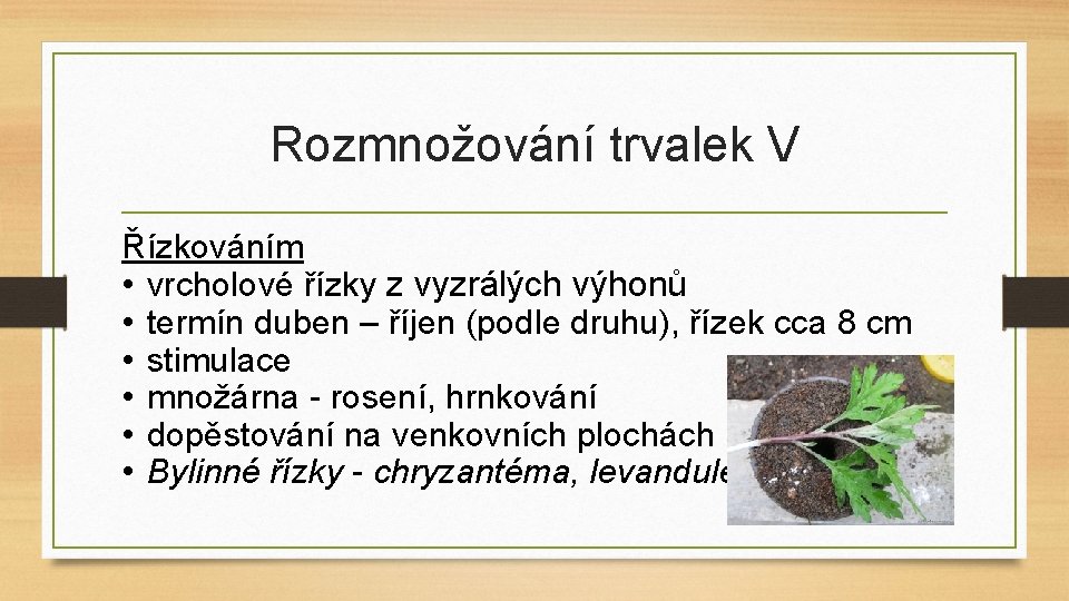 Rozmnožování trvalek V Řízkováním • vrcholové řízky z vyzrálých výhonů • termín duben –