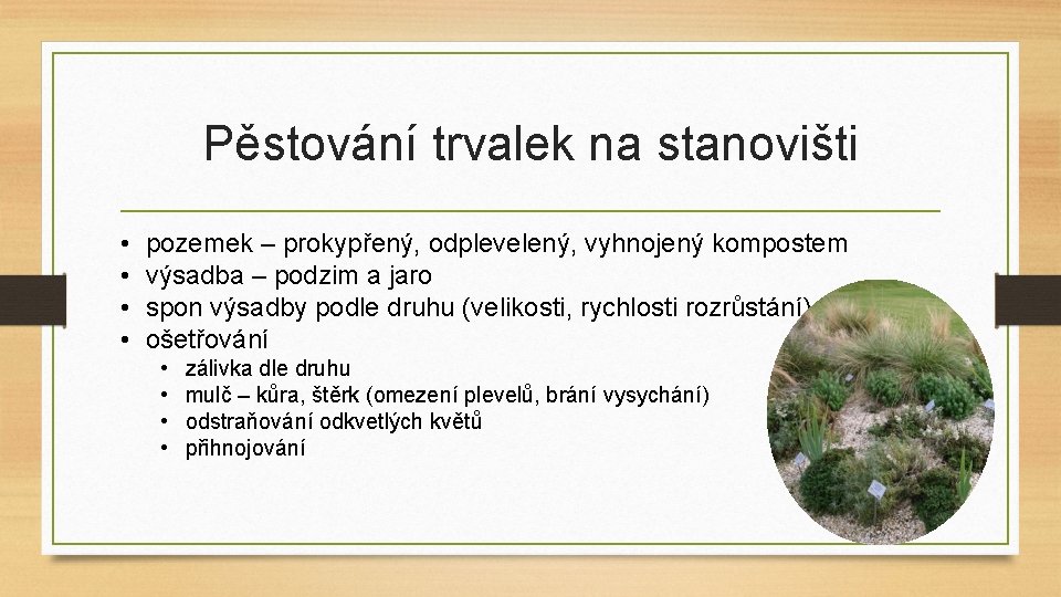 Pěstování trvalek na stanovišti • • pozemek – prokypřený, odplevelený, vyhnojený kompostem výsadba –