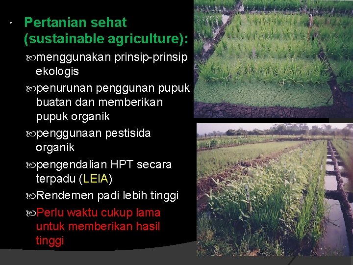  Pertanian sehat (sustainable agriculture): menggunakan prinsip-prinsip ekologis penurunan penggunan pupuk buatan dan memberikan