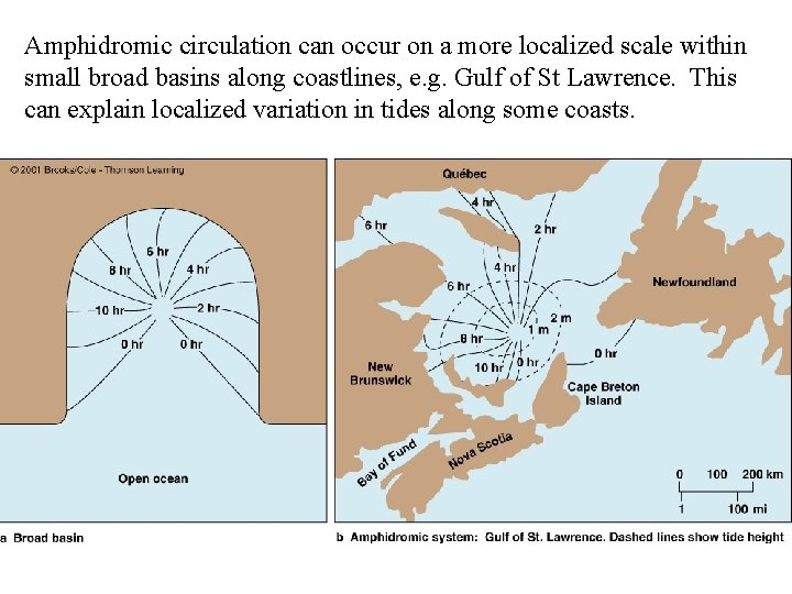 Amphidromic circulation can occur on a more localized scale within small broad basins along