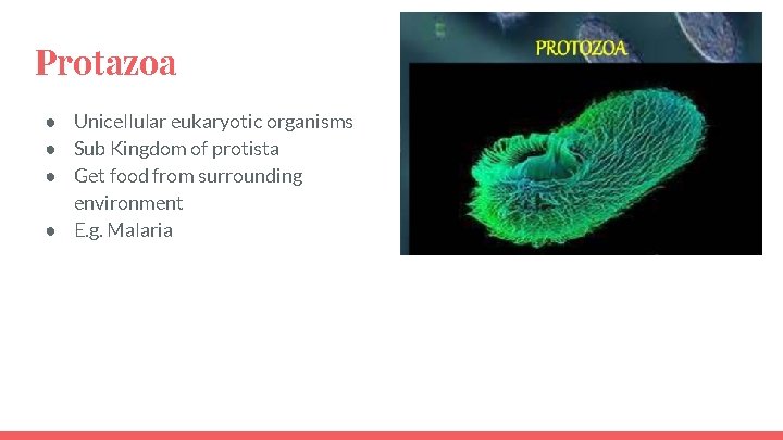 Protazoa ● Unicellular eukaryotic organisms ● Sub Kingdom of protista ● Get food from