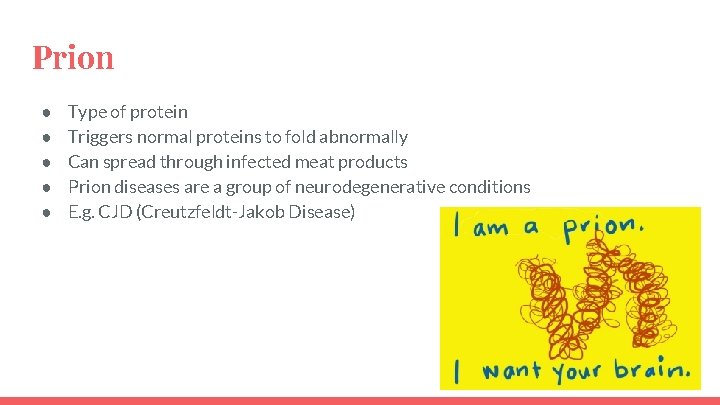 Prion ● ● ● Type of protein Triggers normal proteins to fold abnormally Can