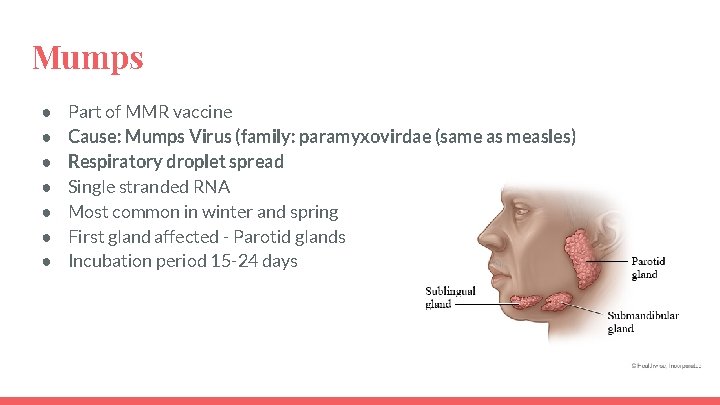 Mumps ● ● ● ● Part of MMR vaccine Cause: Mumps Virus (family: paramyxovirdae